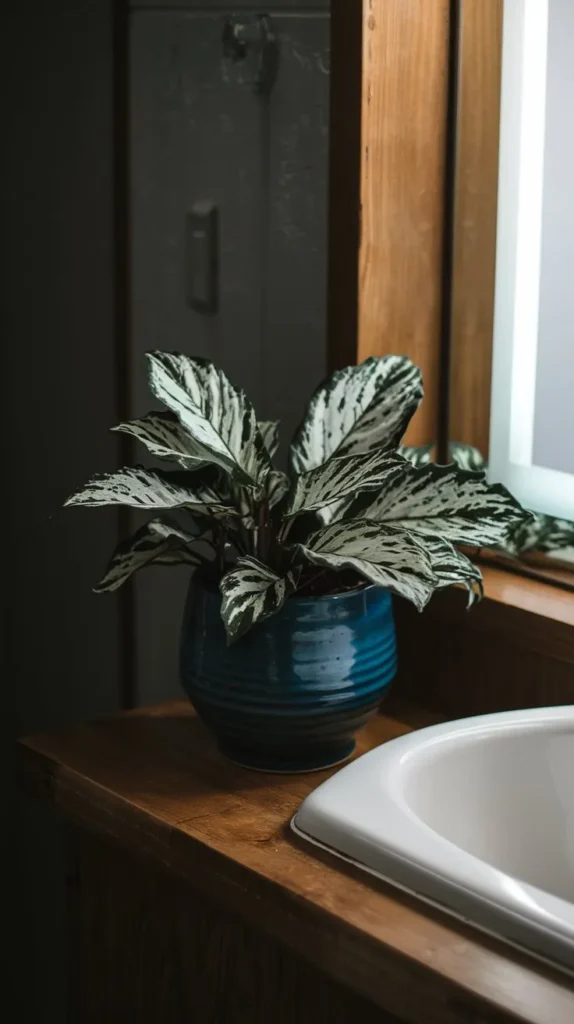 Bathroom Plants That Absorb Moisture