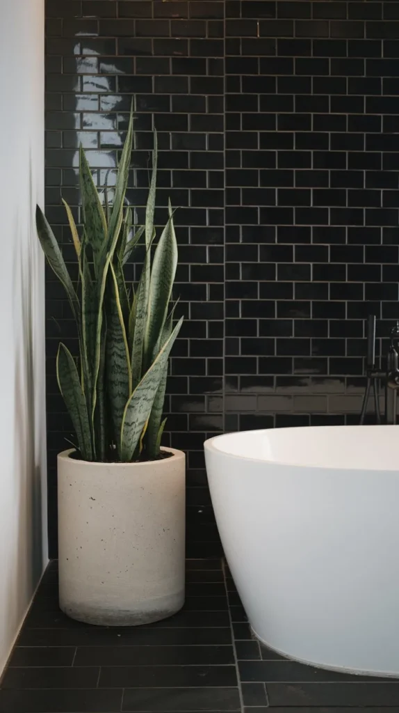 Bathroom Plants That Absorb Moisture